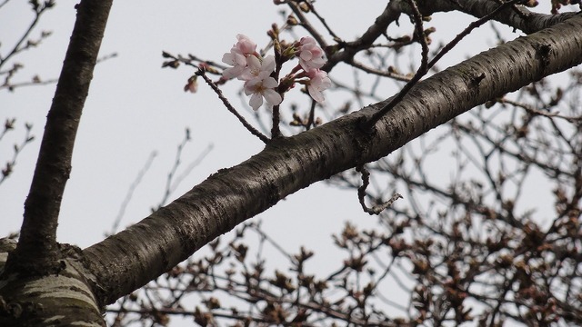 4桜.jpg