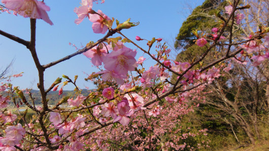 7.山頂の桜.jpg