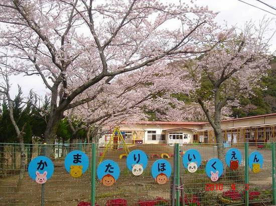 保育園の桜DSC02905.jpg