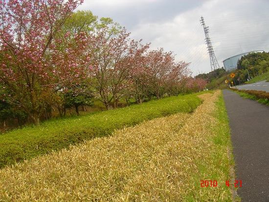 八重桜３DSC03207.jpg
