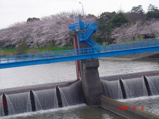 小櫃川堰公園の桜DSC02963.jpg