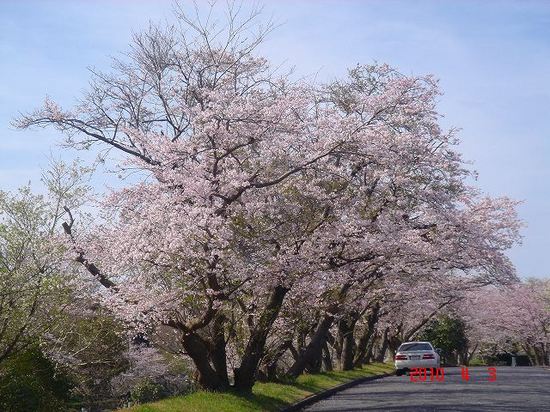 市営霊園の桜DSC02877.jpg