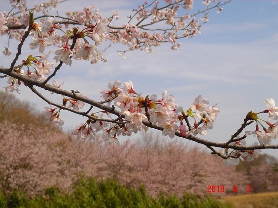 市営霊園の桜２DSC02883.jpg