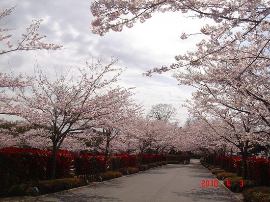 市営霊園の桜３DSC02886.jpg
