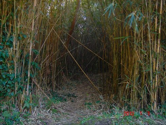 竹のトンネルDSC01515.jpg