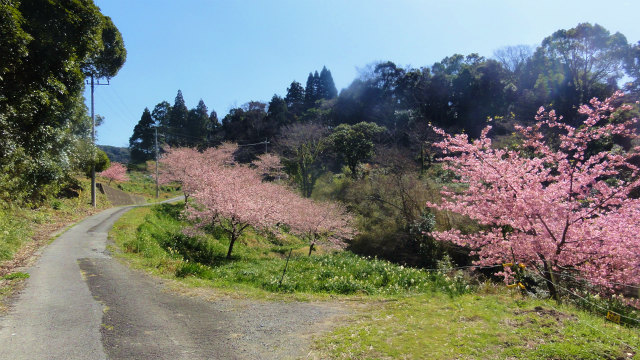 ２．河津桜が満開.jpg