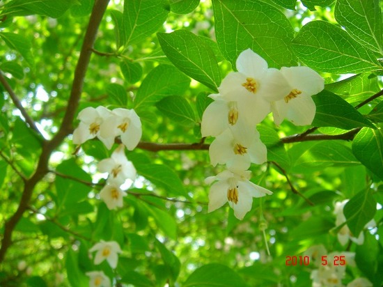 ５．白い花びらDSC03601.jpg